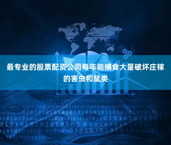 最专业的股票配资公司每年能捕食大量破坏庄稼的害虫和鼠类